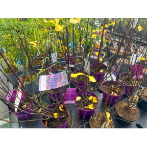 Muchovník jelšolistý (Amelanchier alnifolia) ´GREATBERRY´® - výška 40-50 cm, kont. C5L